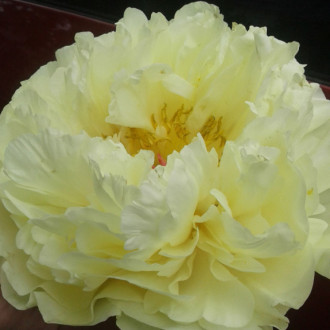 Саджанці півонії трав'янистої Lemon Chiffon