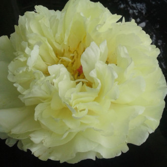 Саджанці півонії трав'янистої Lemon Chiffon