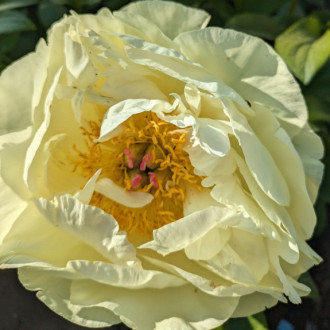 Саджанці півонії трав'янистої Lemon Chiffon