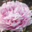 Саджанці півонії трав'янистої Madame Boulanger