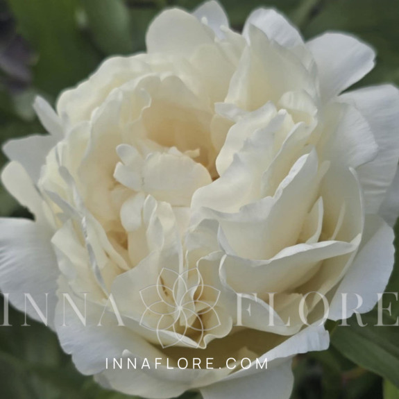 Саджанці півонії трав'янистої Moroshechnaya