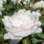 Саджанці півонії трав'янистої Myrtle Gentry