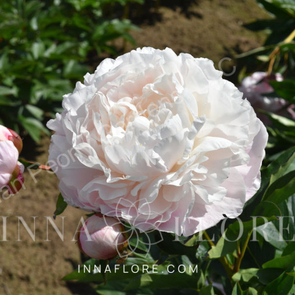 Саджанці півонії трав'янистої Nick Shaylor