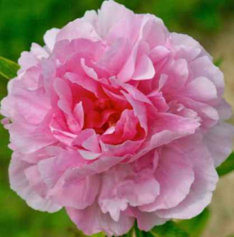 Саджанці півонії трав'янистої Peachy Rose