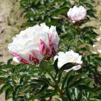 Саджанці півонії трав'янистої Peachy Rose