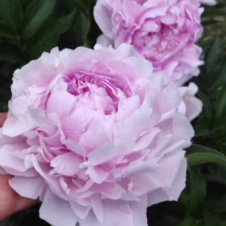 Саджанці півонії трав'янистої Pink Giant