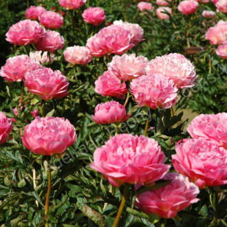 Саджанці півонії трав'янистої Pink Hawaiian Coral