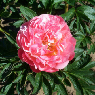 Саджанці півонії трав'янистої Pink Hawaiian Coral