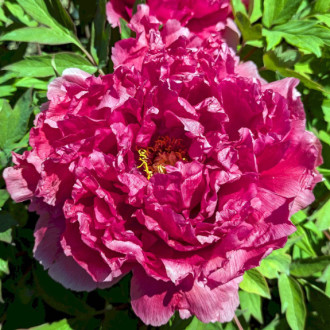 Саджанці півонії деревоподібної Kaow