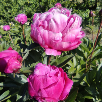 Саджанці півонії трав'янистої Red Giant