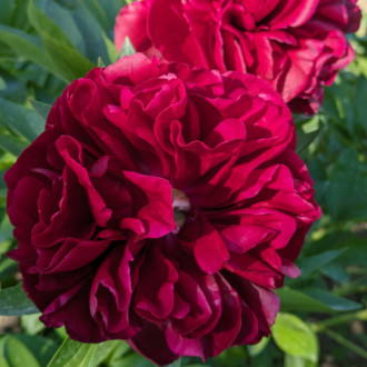 Саджанці півонії трав'янистої Red Satin