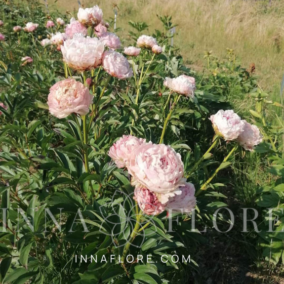 Саджанці півонії трав'янистої Rosa Knospe