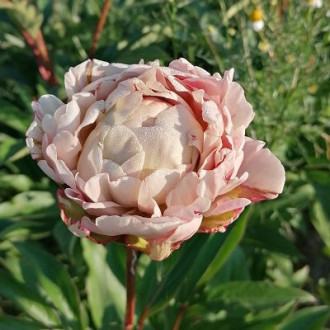 Саджанці півонії трав'янистої Rosa Knospe