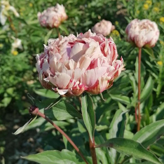 Саджанці півонії трав'янистої Rosa Knospe