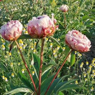 Саджанці півонії трав'янистої Rosa Knospe