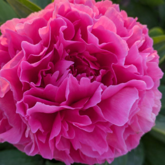 Саджанці півонії трав'янистої Rose Heart