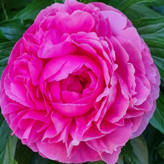 Саджанці півонії трав'янистої Rose Heart