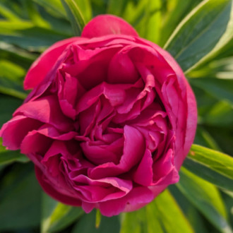 Саджанці півонії трав'янистої Rose Heart