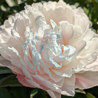 Саджанці півонії трав'янистої Serene Pastel
