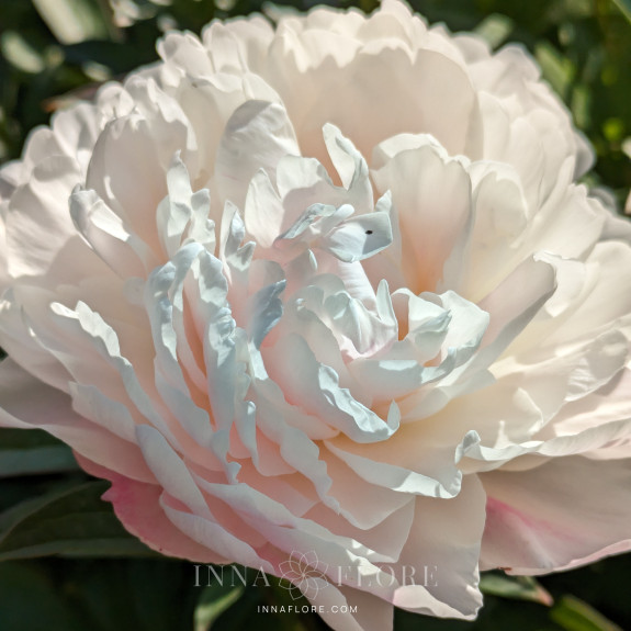 Саджанці півонії трав'янистої Serene Pastel