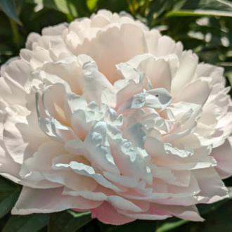 Саджанці півонії трав'янистої Serene Pastel
