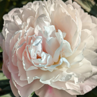 Саджанці півонії трав'янистої Serene Pastel