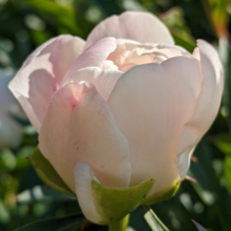 Саджанці півонії трав'янистої Serene Pastel