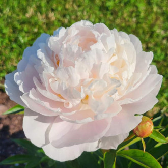 Саджанці півонії трав'янистої Victorian Blush