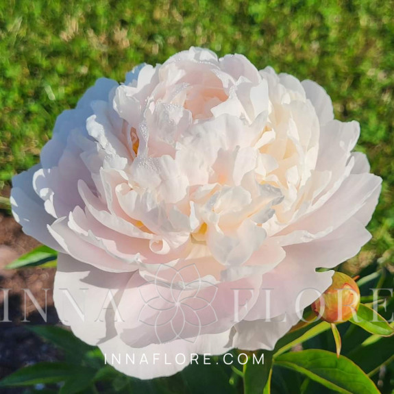 Саджанці півонії трав'янистої Victorian Blush