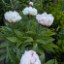Саджанці півонії трав'янистої White Lullaby