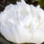 Саджанці півонії трав'янистої Luxor