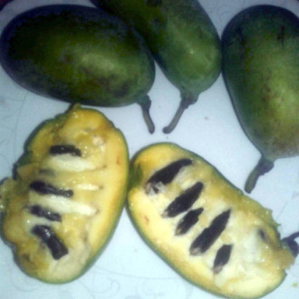 Саджанці азиміни трилопатевої - сіянці, Asimina  triloba, pawpaw  Сіянці
