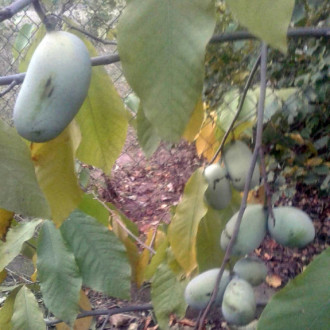 Саджанці азиміни трилопатевої - сіянці, Asimina  triloba, pawpaw  Сіянці