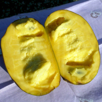 Саджанці азиміни трилопатевої - щеплені, Asimina  triloba, pawpaw Allegheny