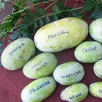 Саджанці азиміни трилопатевої - щеплені, Asimina  triloba, pawpaw Mango