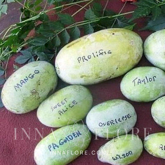 Саджанці азиміни трилопатевої - щеплені, Asimina  triloba, pawpaw Mango