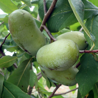 Саджанці азиміни трилопатевої - щеплені, Asimina  triloba, pawpaw Pennsylvania Golden 3