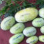 Саджанці азиміни трилопатевої - щеплені, Asimina  triloba, pawpaw Prolific
