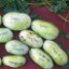 Саджанці азиміни трилопатевої - щеплені, Asimina  triloba, pawpaw Prolific