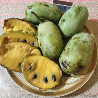 Саджанці азиміни трилопатевої - щеплені, Asimina  triloba, pawpaw Summer Delight