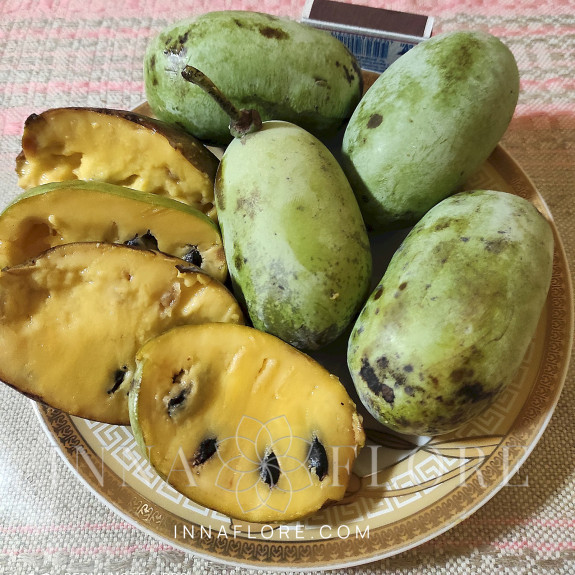 Саджанці азиміни трилопатевої - щеплені, Asimina  triloba, pawpaw Summer Delight