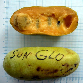 Саджанці азиміни трилопатевої - щеплені, Asimina  triloba, pawpaw Sun-Glo