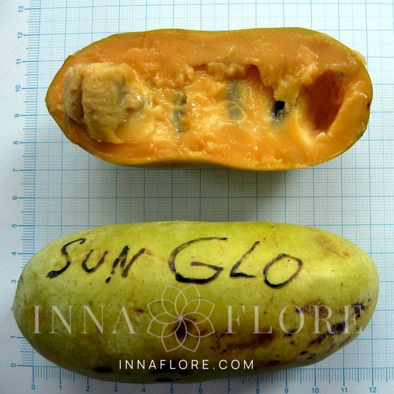 Саджанці азиміни трилопатевої - щеплені, Asimina  triloba, pawpaw Sun-Glo