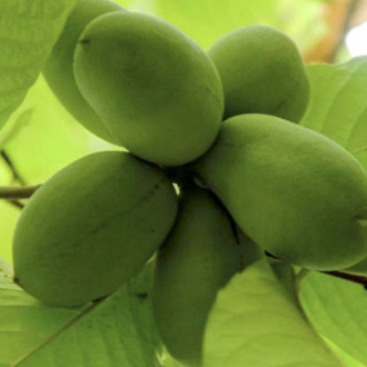 Саджанці азиміни трилопатевої - щеплені, Asimina  triloba, pawpaw Tropical Treat