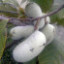 Саджанці азиміни трилопатевої - щеплені, Asimina  triloba, pawpaw  275-17 / October Moon