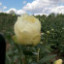 Саджанці півонії трав'янистої Amfortas (2007_07)