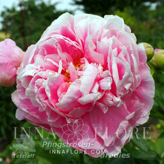 Саджанці півонії трав'янистої Big Pink Seedling