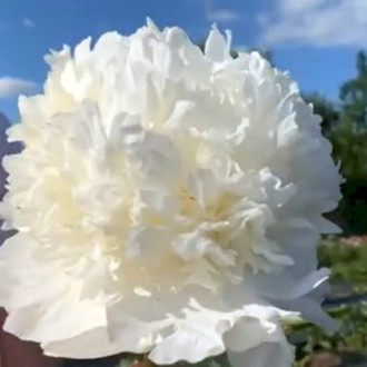 Саджанці півонії трав'янистої Bridal Grace
