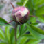 Саджанці півонії трав'янистої Bridal Grace