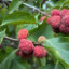 Кудранія Cudrania tricuspidata, Maclura tricuspidata, саджанці